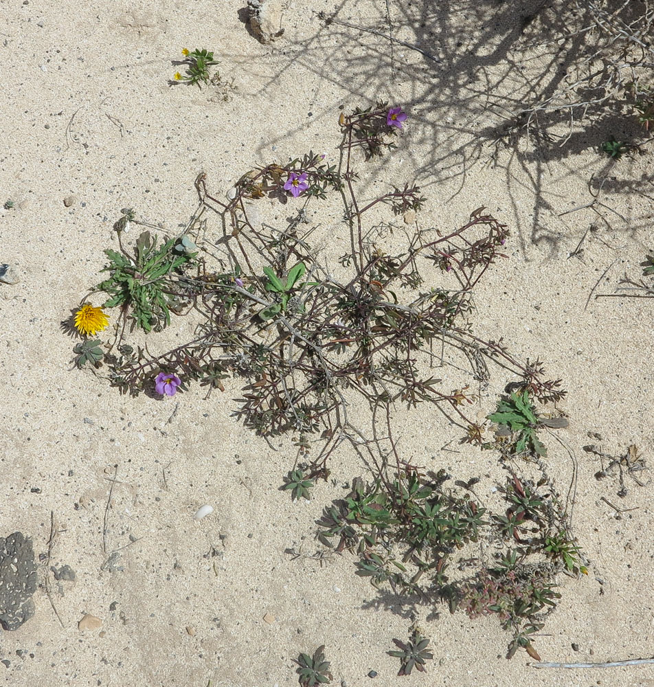 Image of Fagonia cretica specimen.