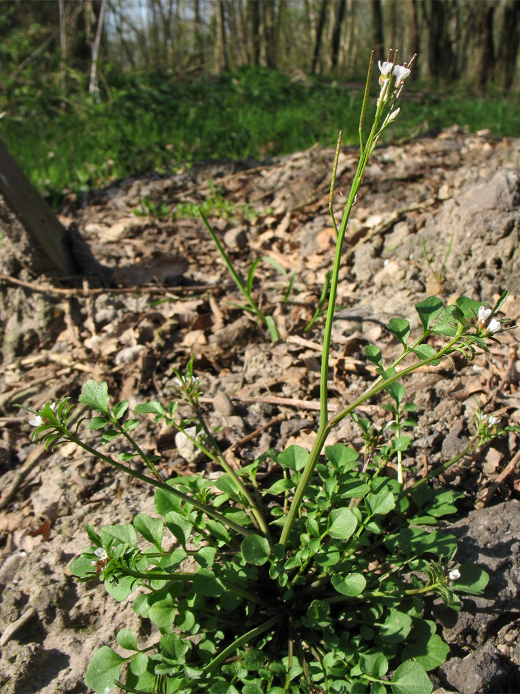 Изображение особи Cardamine hirsuta.