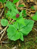 Valeriana capitata