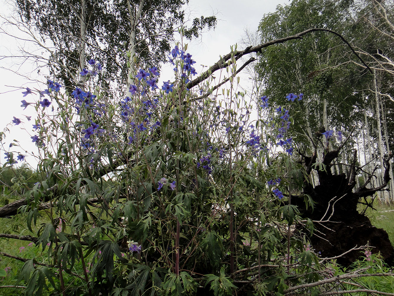 Изображение особи Delphinium cheilanthum.