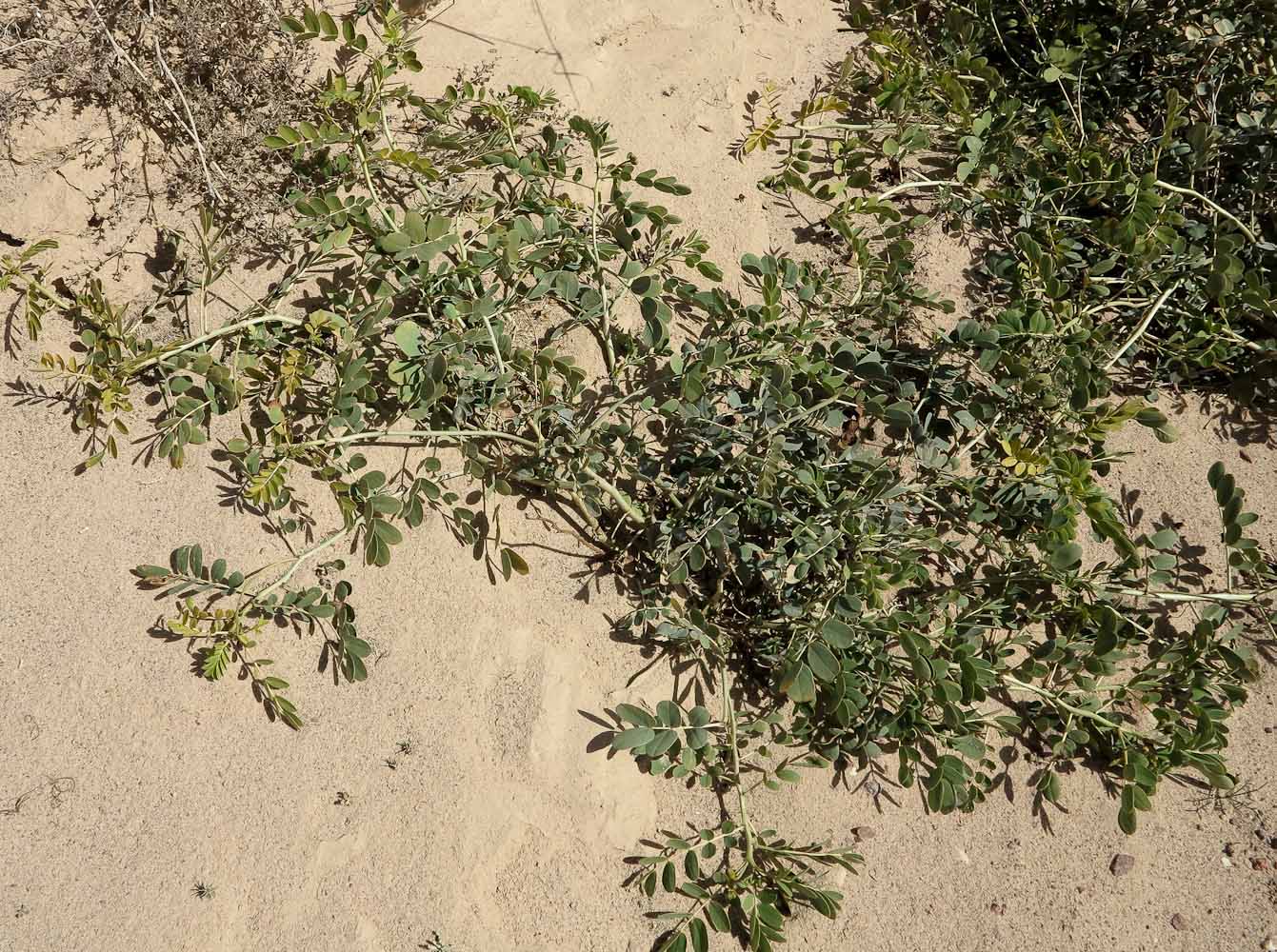 Image of Senna italica specimen.