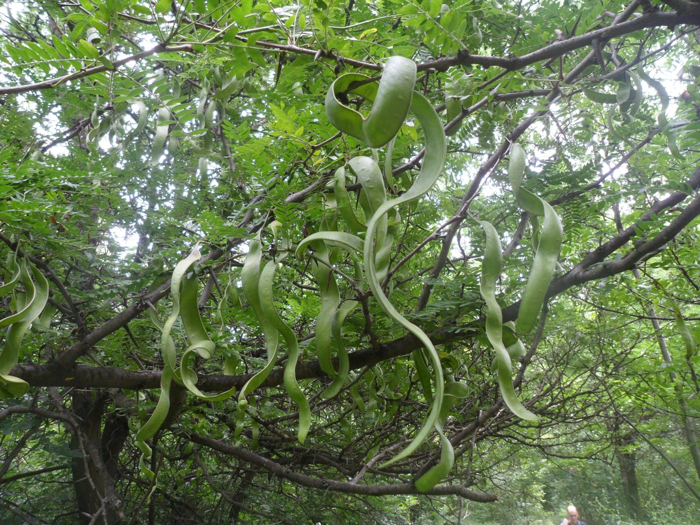 Image of Gleditsia triacanthos specimen.