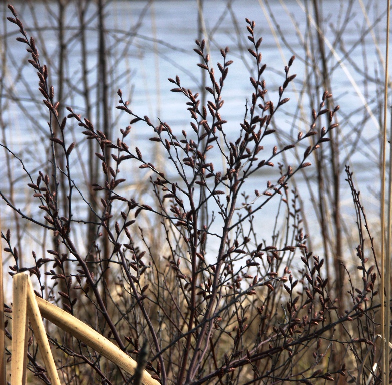 Image of Myrica gale specimen.