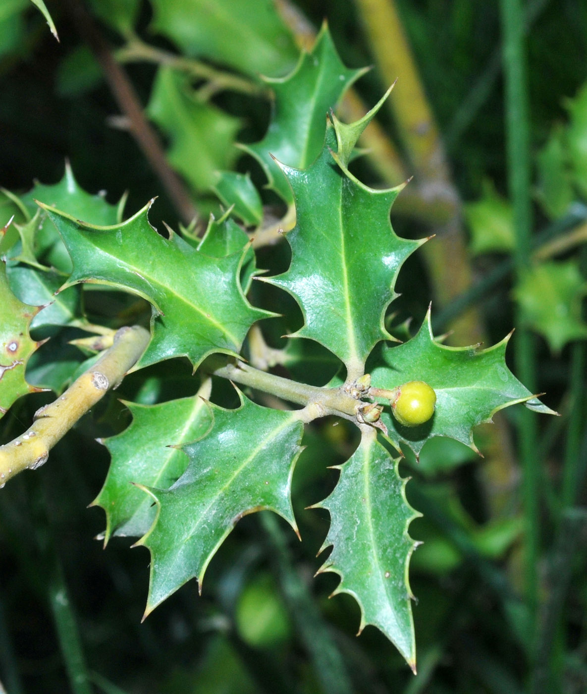 Image of Ilex aquifolium specimen.