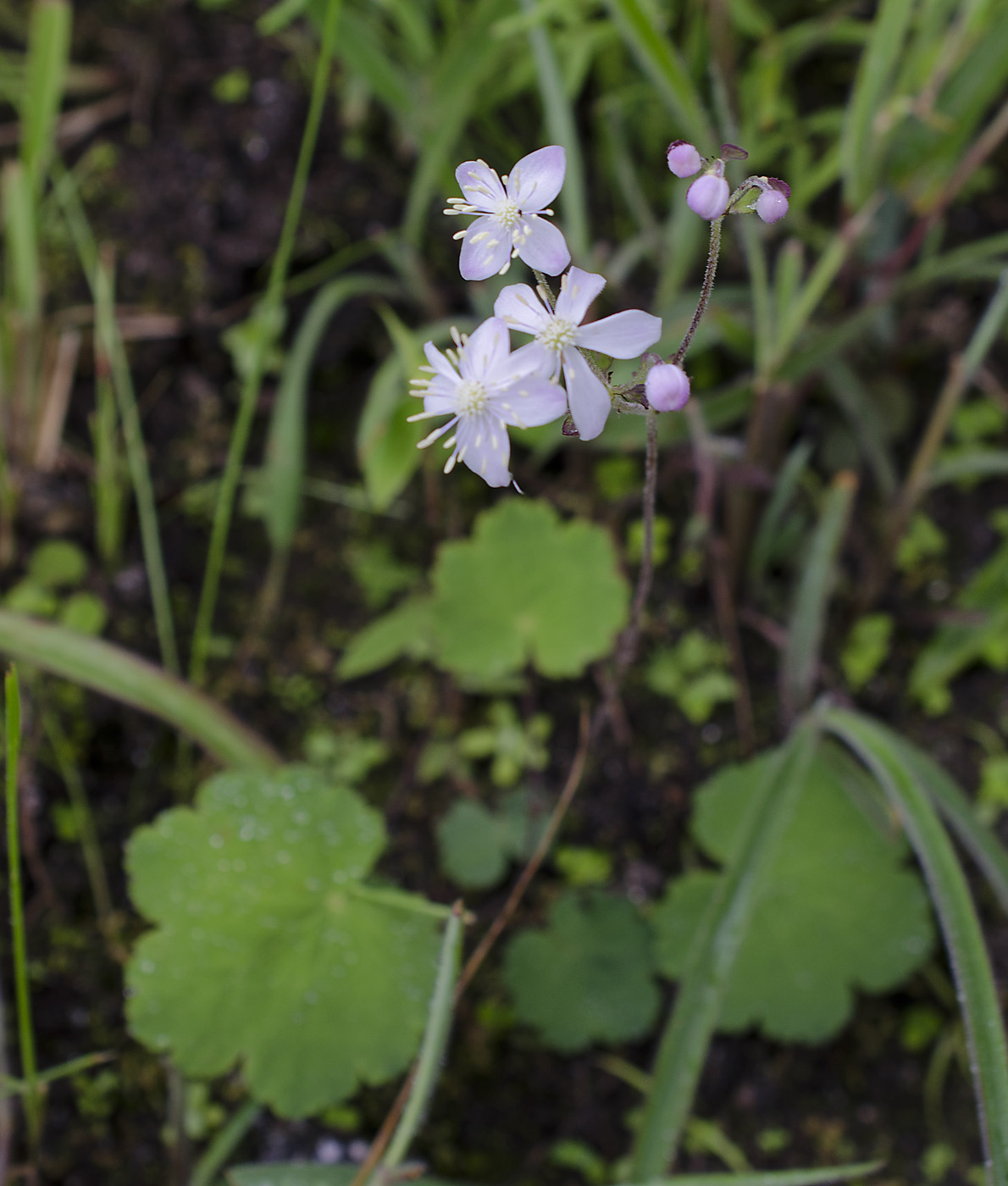 Изображение особи Thalictrum rotundifolium.