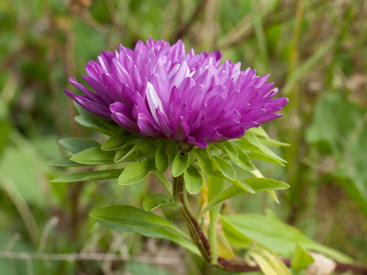 Изображение особи Callistephus chinensis.