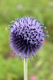 Echinops crispus. Соцветие. Пермский край, Ординский р-н, окр. с. Михино, лесостепной склон. 17.07.2016.