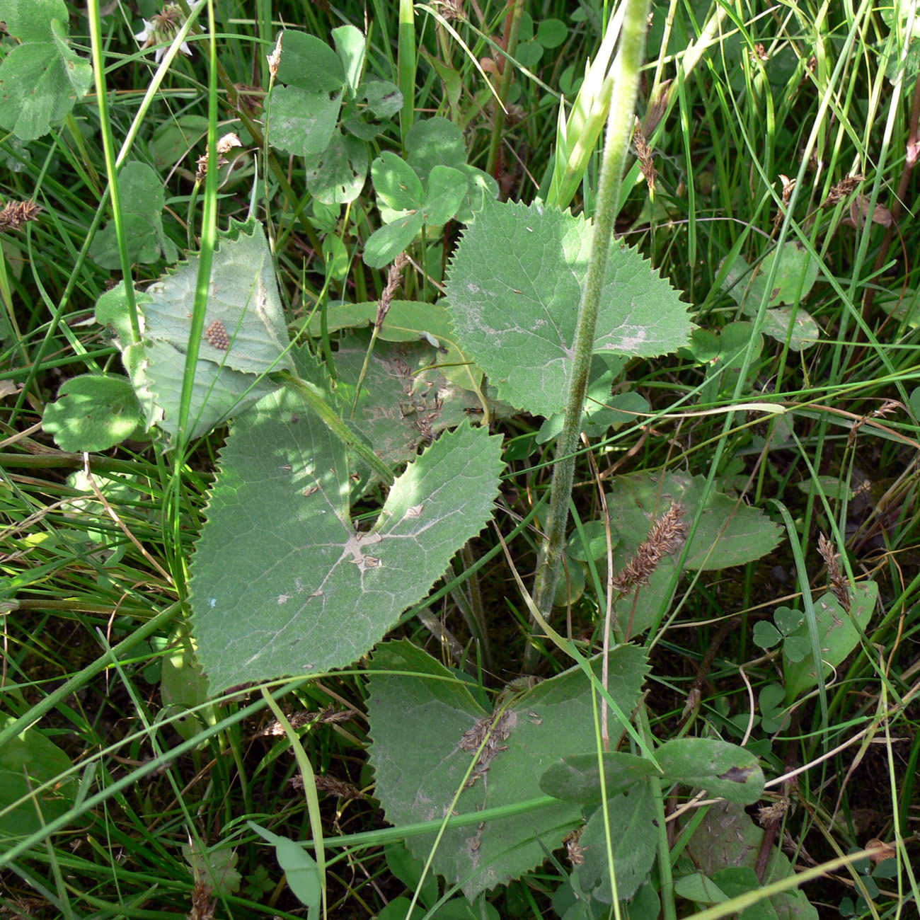 Image of Ligularia fischeri specimen.