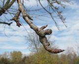 Pyrus communis