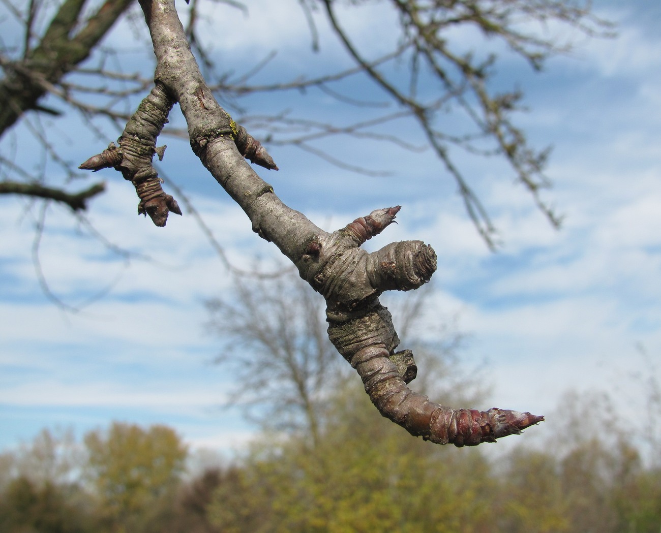 Image of Pyrus communis specimen.