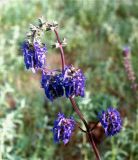 Salvia nutans