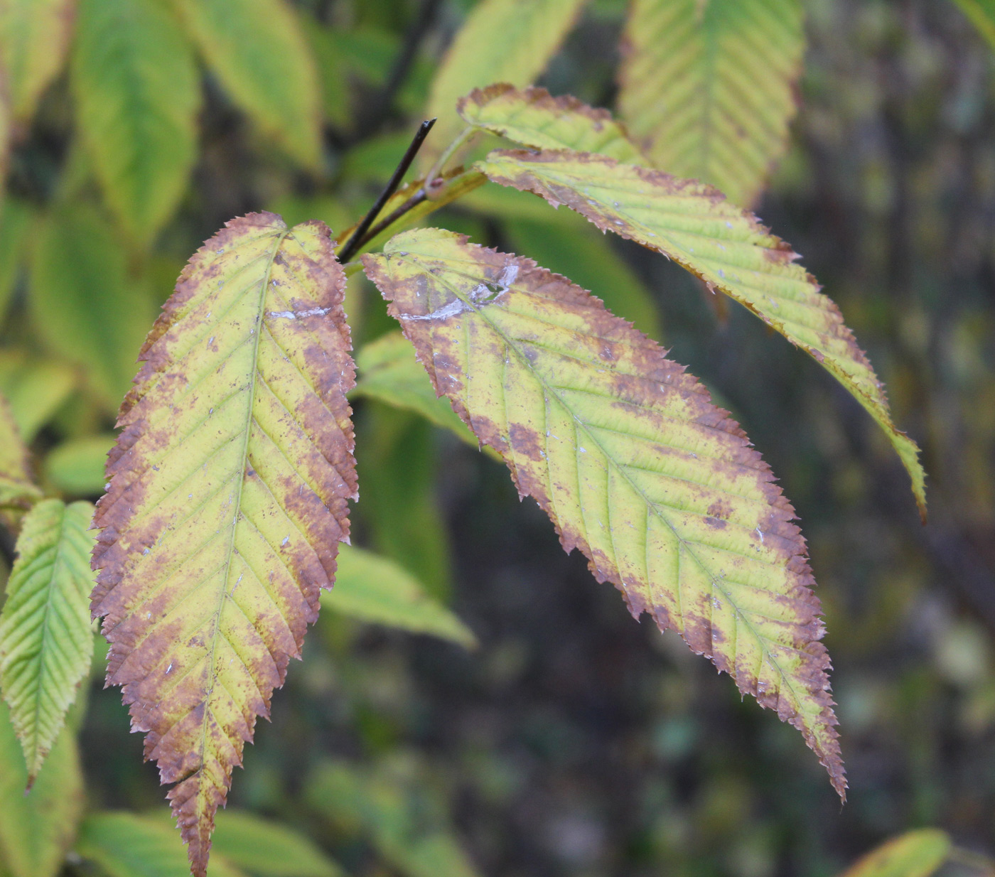 Image of Acer carpinifolium specimen.