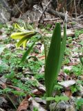 Tulipa heterophylla