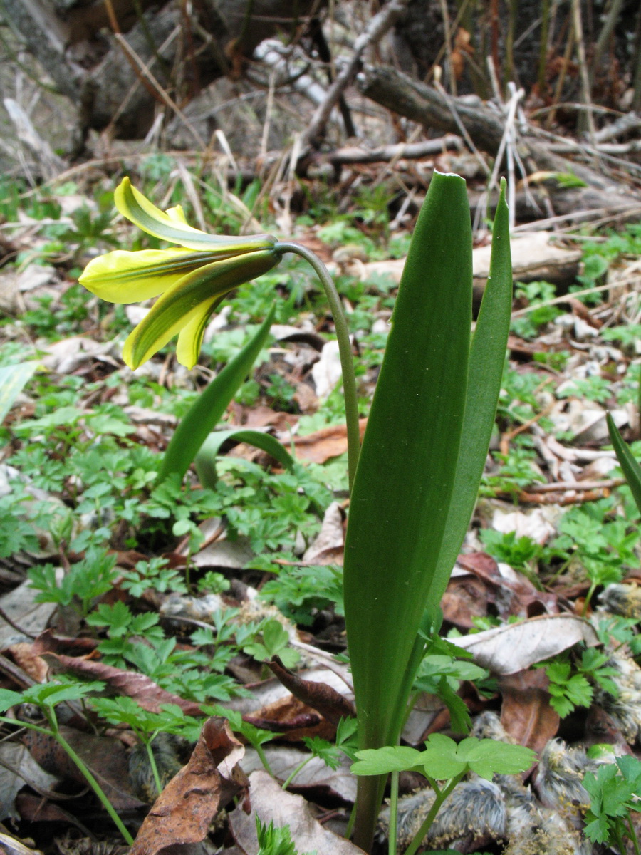 Изображение особи Tulipa heterophylla.