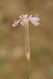 Image of taxon representative. Author is Владимир Эпиктетов