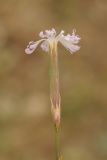 genus Dianthus. Цветок. Казахстан, хр. Каратау, пер. Куюк, лёссово-каменистый бугор. 23.05.2016.