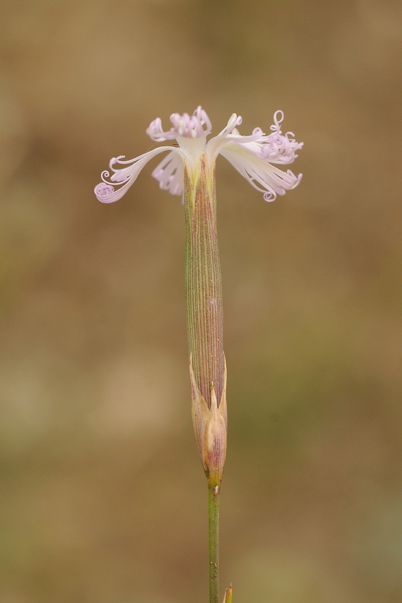 Изображение особи род Dianthus.