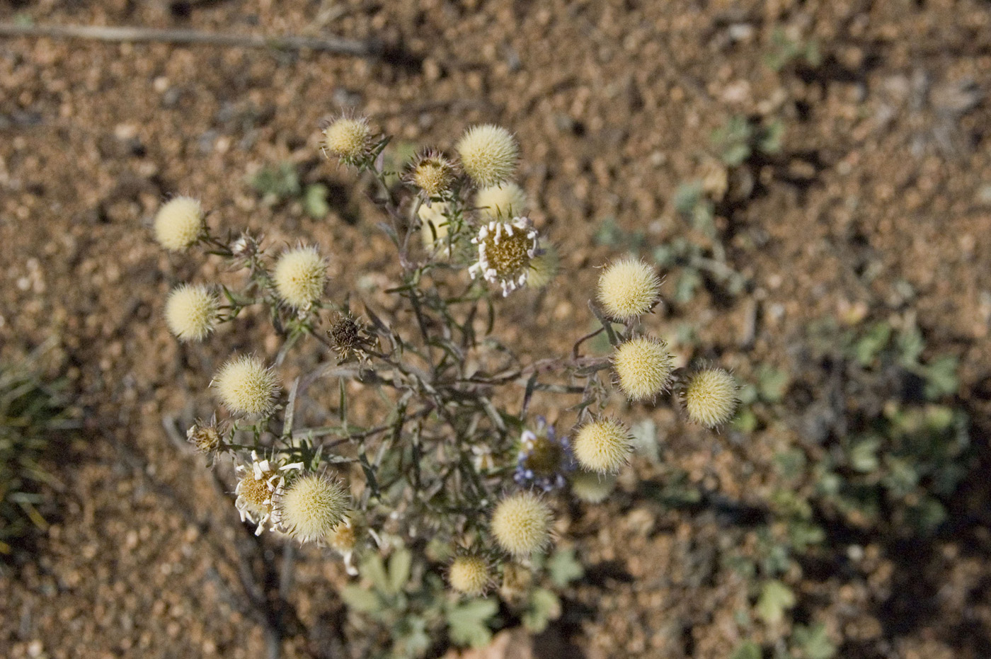 Image of Heteropappus biennis specimen.