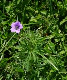 Geranium pseudosibiricum