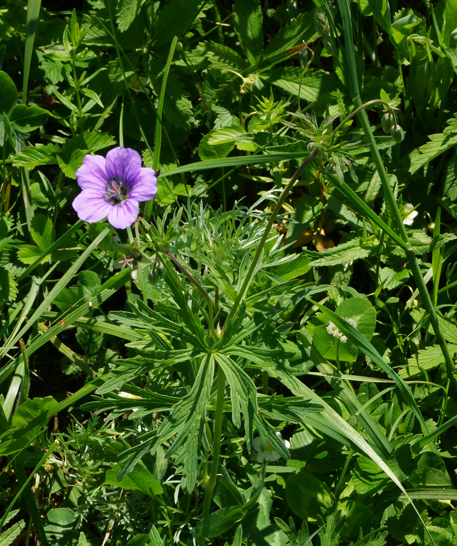 Image of Geranium pseudosibiricum specimen.