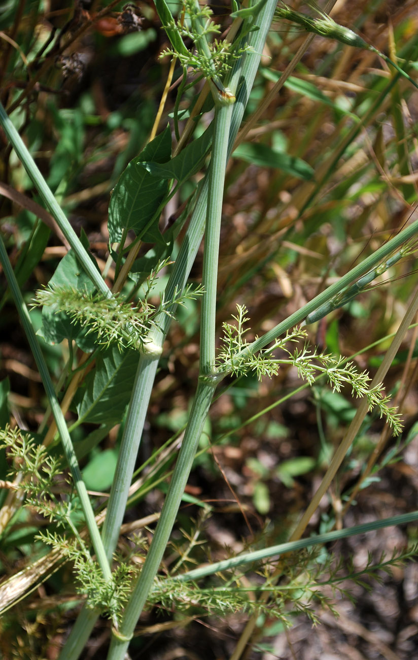 Image of Elaeosticta allioides specimen.