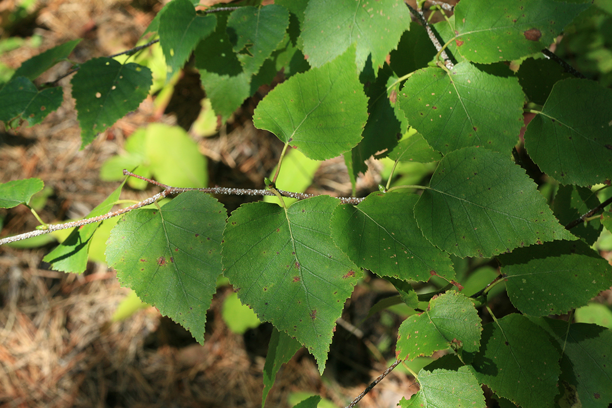 Изображение особи Betula ermanii.