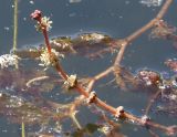 Myriophyllum spicatum. Соцветие. Украина, Сумская обл., г. Тростянец, Парк-памятник садово-паркового искусства \"Нескучное\", пруд. 09.06.2015.