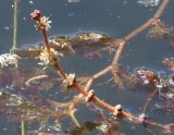 Myriophyllum spicatum