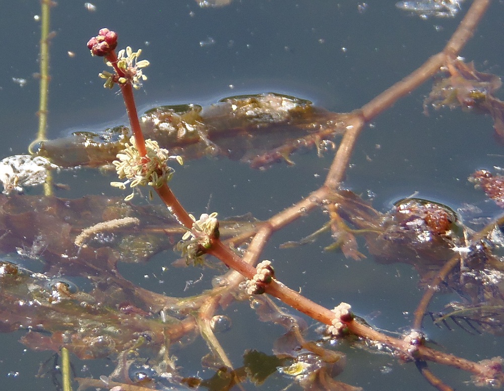 Image of Myriophyllum spicatum specimen.