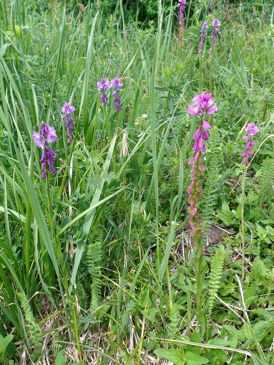 Изображение особи Polygala hybrida.