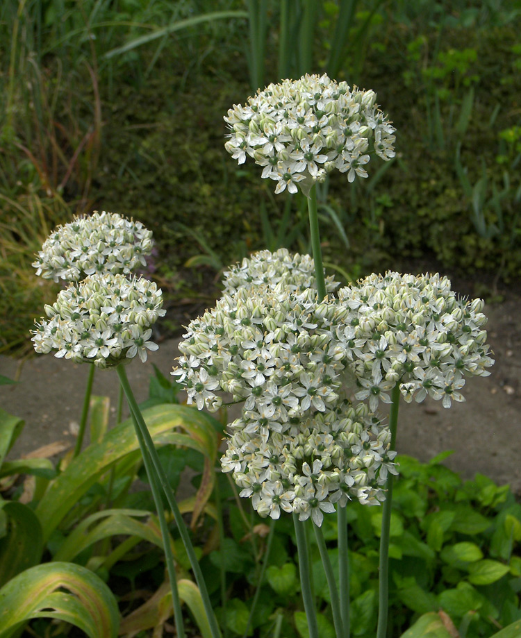 Image of Allium nigrum specimen.