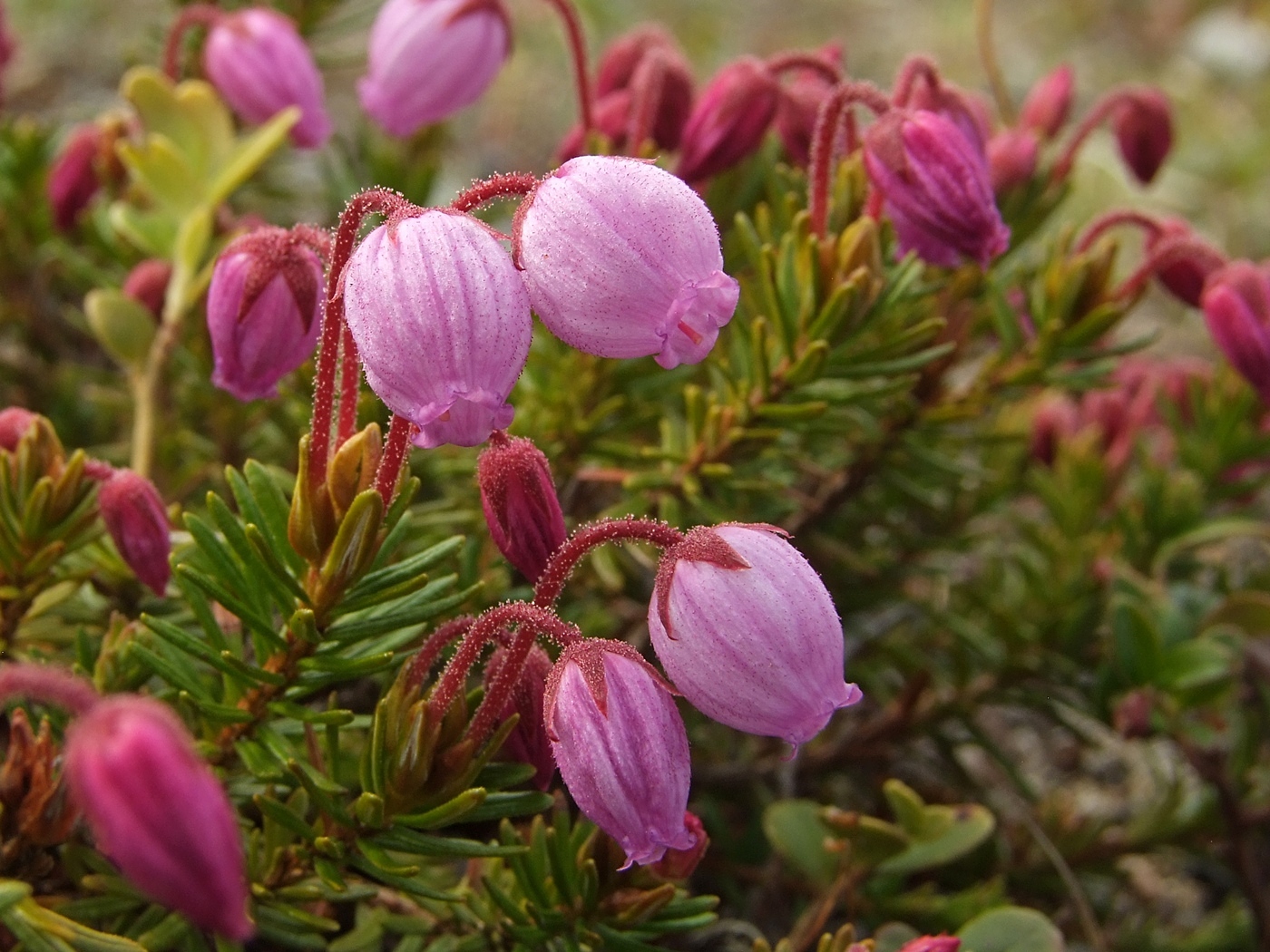 Изображение особи Phyllodoce caerulea.