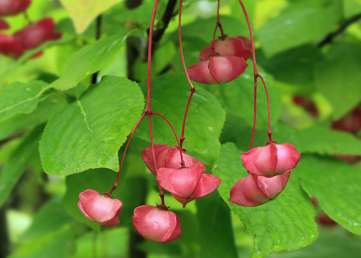 Изображение особи Euonymus miniatus.