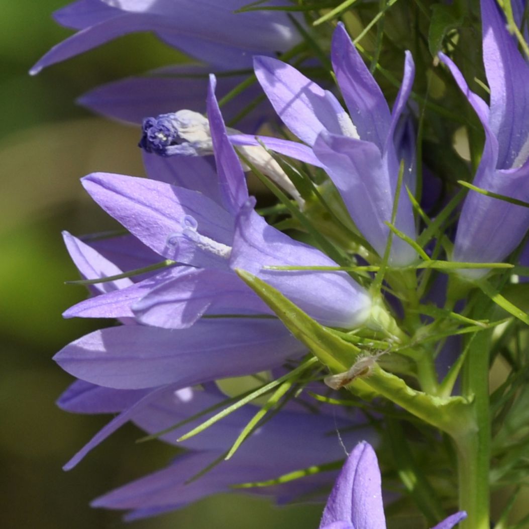 Изображение особи Campanula rapunculus.