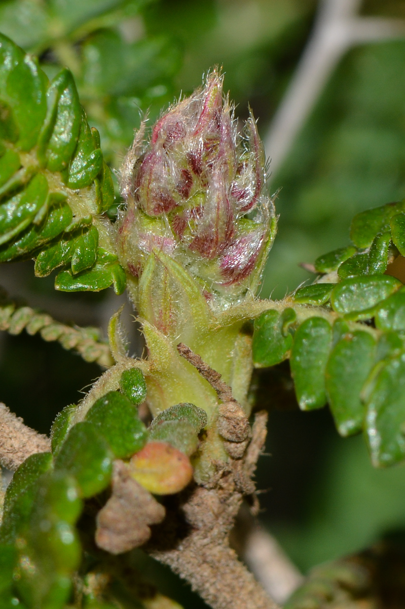 Image of Sarcopoterium spinosum specimen.
