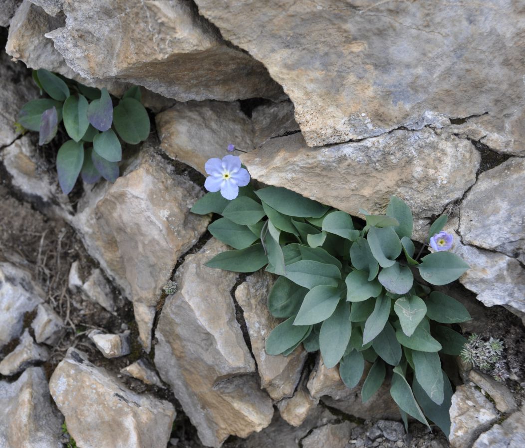 Изображение особи Omphalodes luciliae ssp. scopulorum.