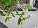 Image of taxon representative. Author is Юлия Борисова