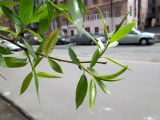 Salix fragilis var. sphaerica