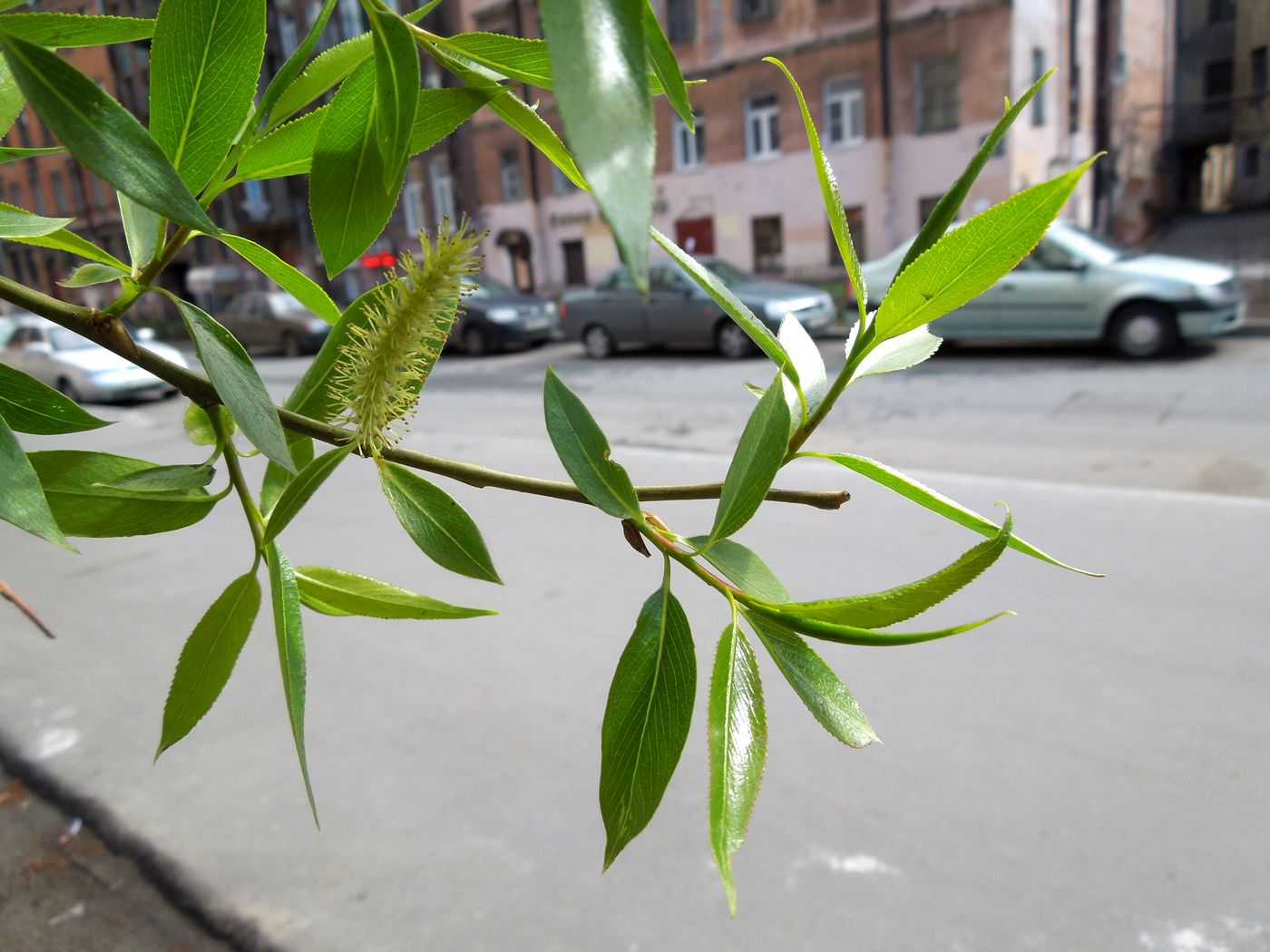 Изображение особи Salix fragilis var. sphaerica.