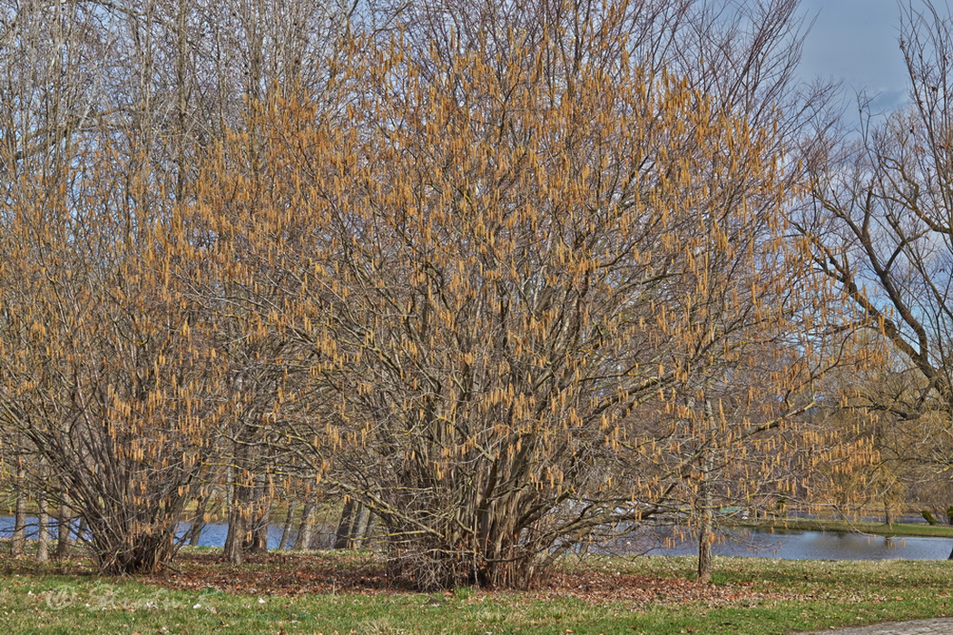 Image of Corylus avellana specimen.