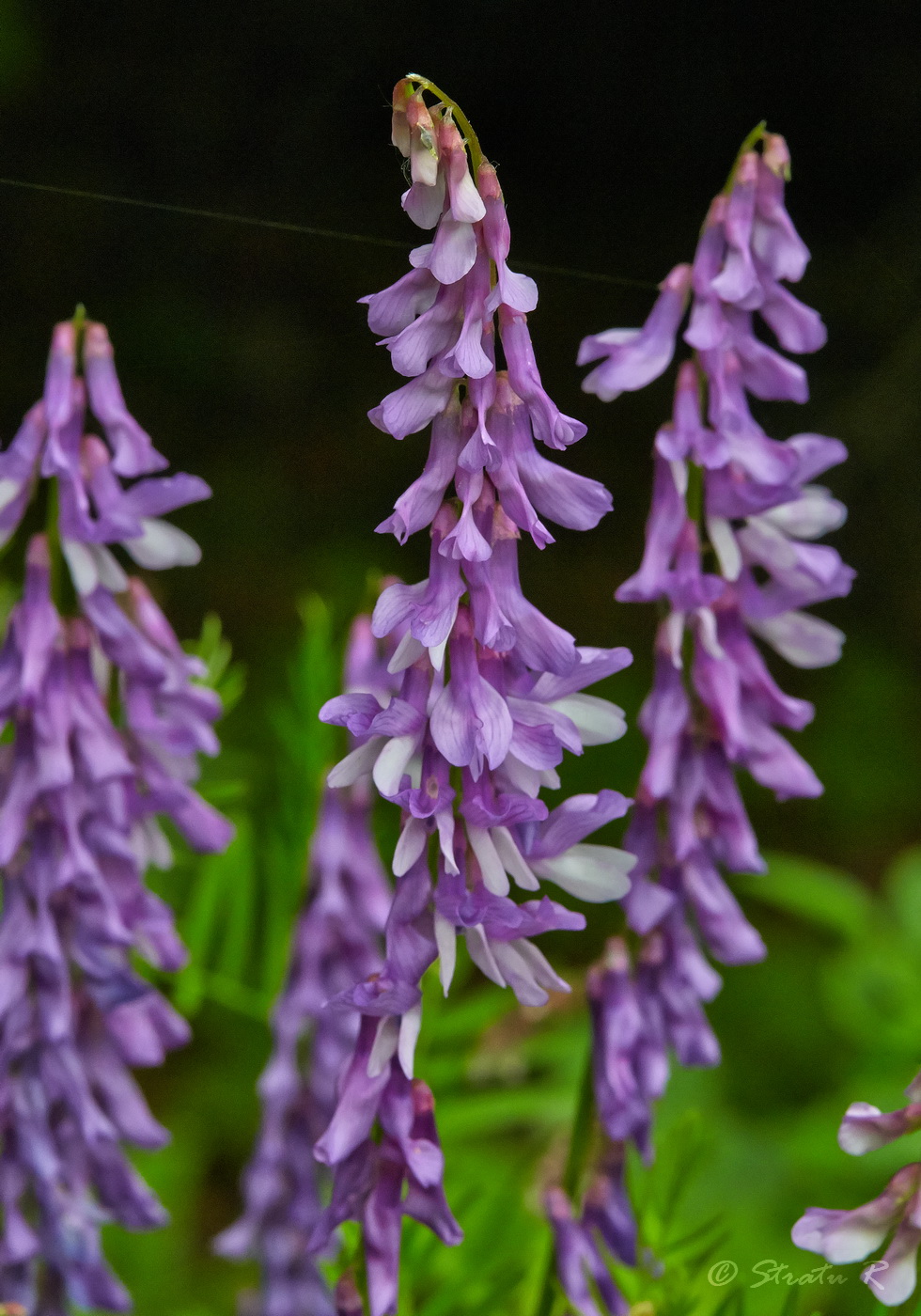 Image of Vicia tenuifolia specimen.