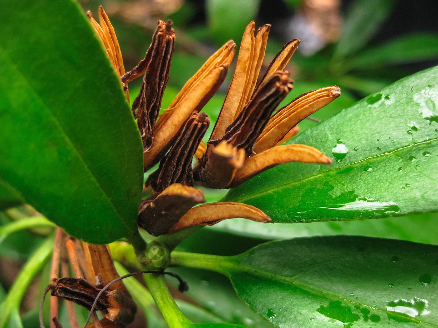 Image of Rhododendron ponticum specimen.