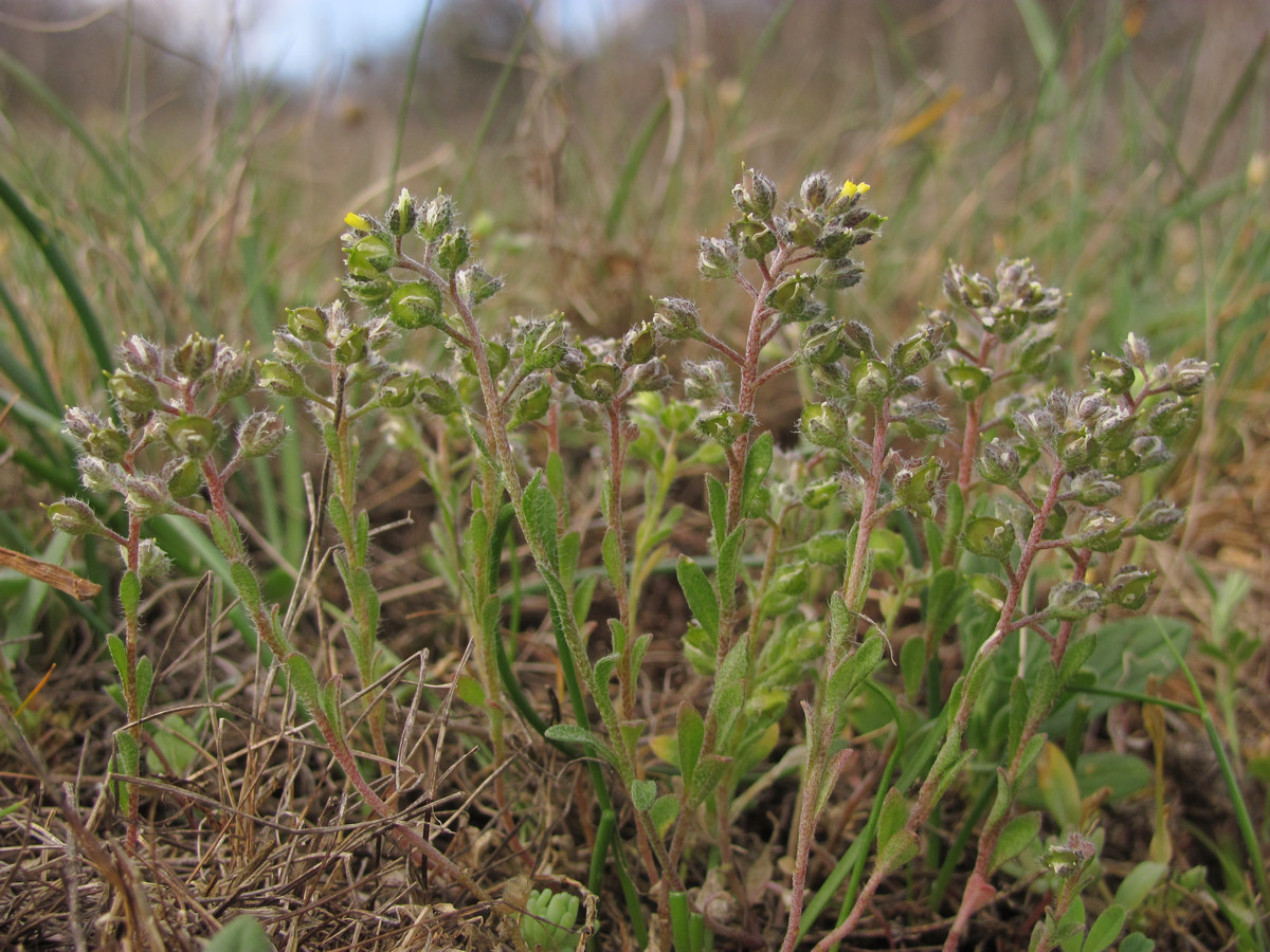 Image of Alyssum minutum specimen.