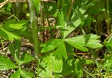 Anemone sylvestris. Нижняя часть стебля с прикорневыми листьями. Молдова, Кишинев, Ботанический сад АН Молдовы. 15.05.2015.