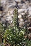 Pedicularis olgae