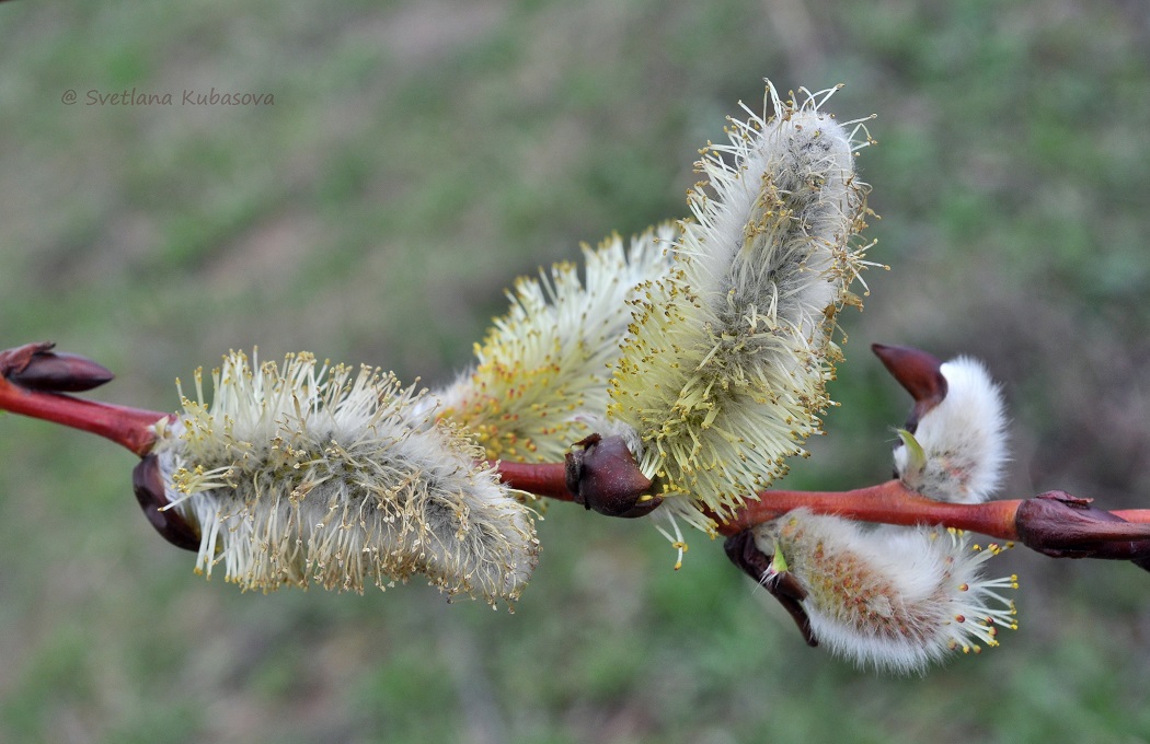 Image of Salix daphnoides specimen.