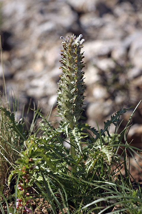 Image of Pedicularis olgae specimen.