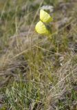 Papaver pseudocanescens