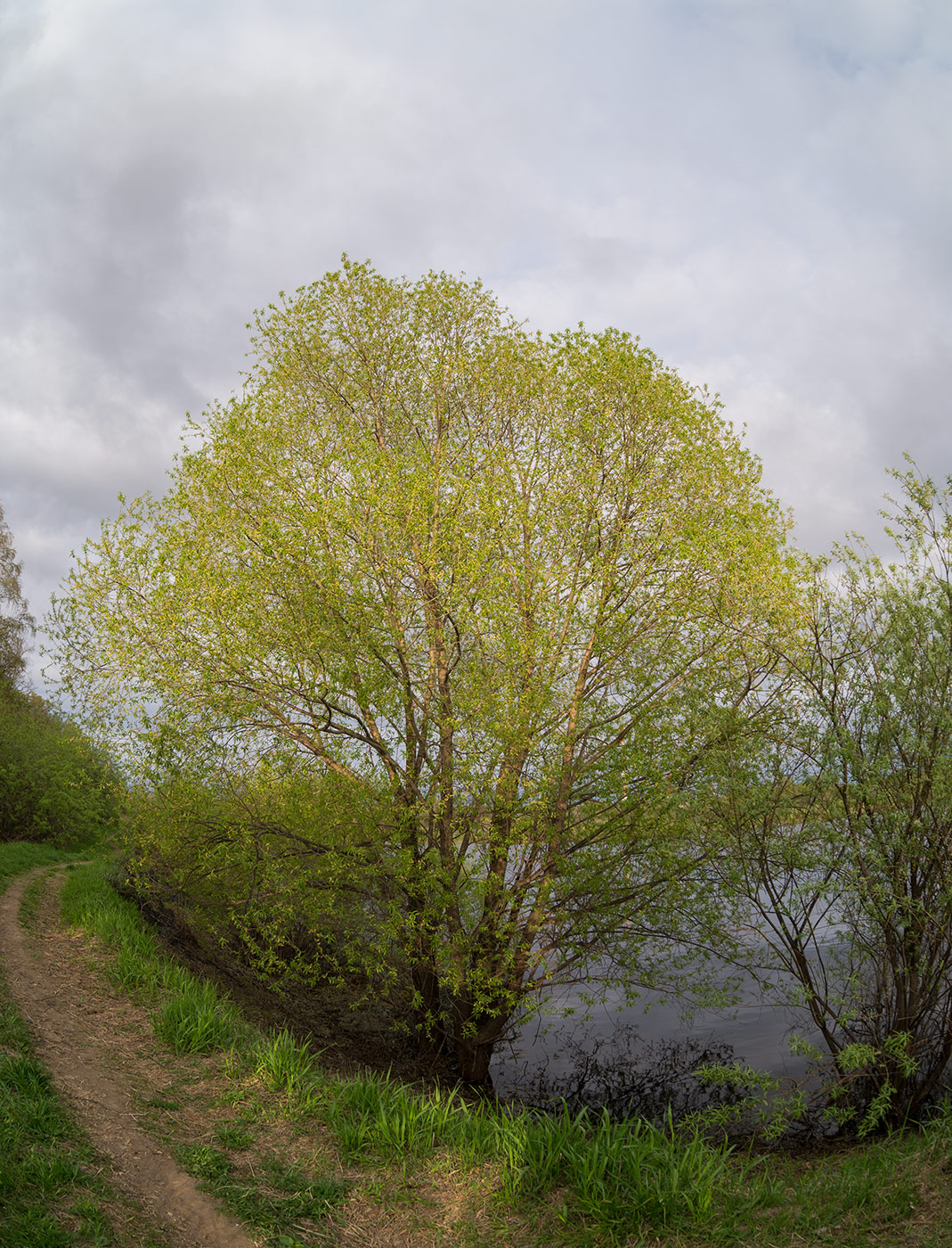 Изображение особи Salix &times; fragilis.