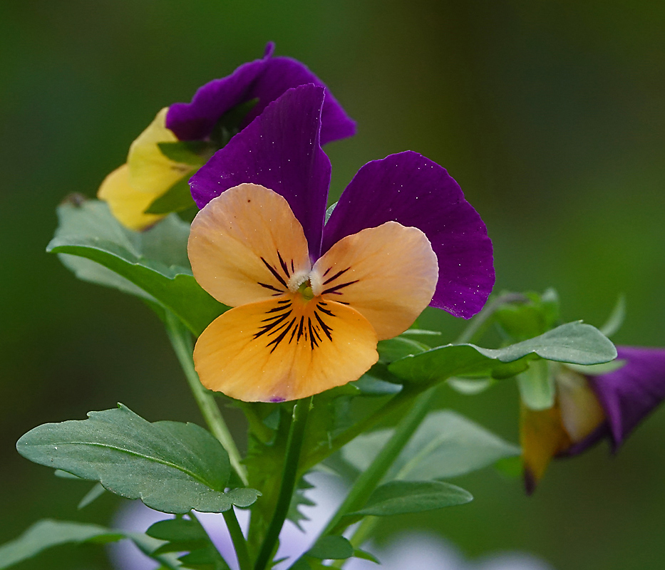 Image of Viola wittrockiana specimen.